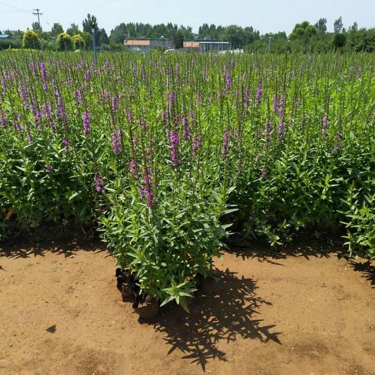 千屈菜  批发千屈菜 诚信交易