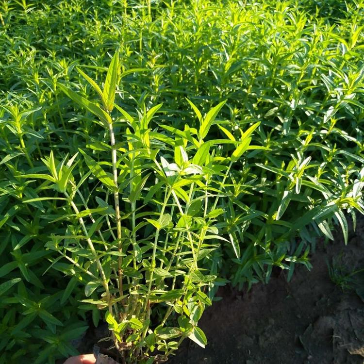 千屈菜价格-千屈菜低价出售-山东千屈菜