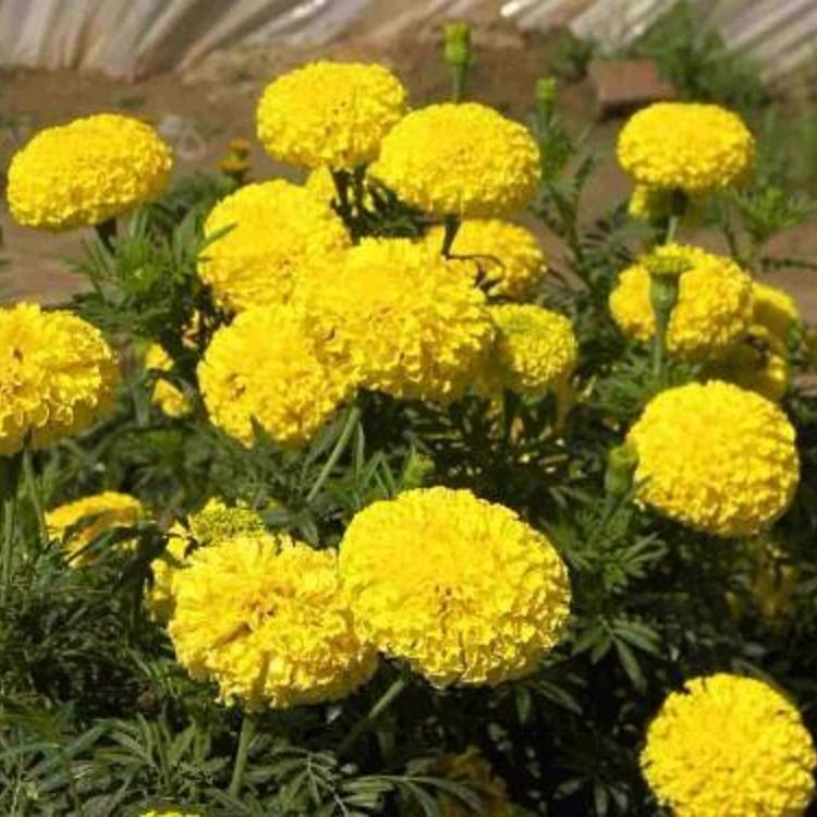 泽润现货出售万寿菊   万寿菊培育基地   万寿菊批发