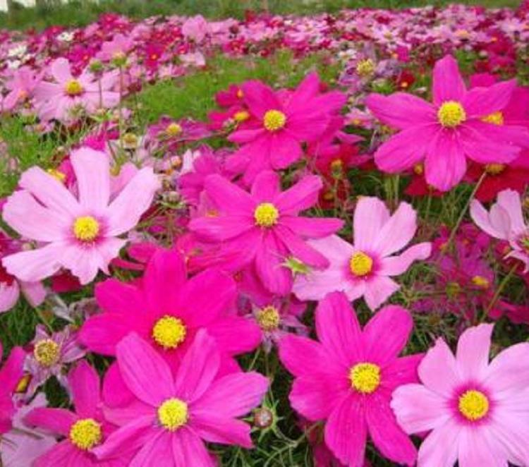 波斯菊种植基地  山东波斯菊供应  波斯菊批发价格