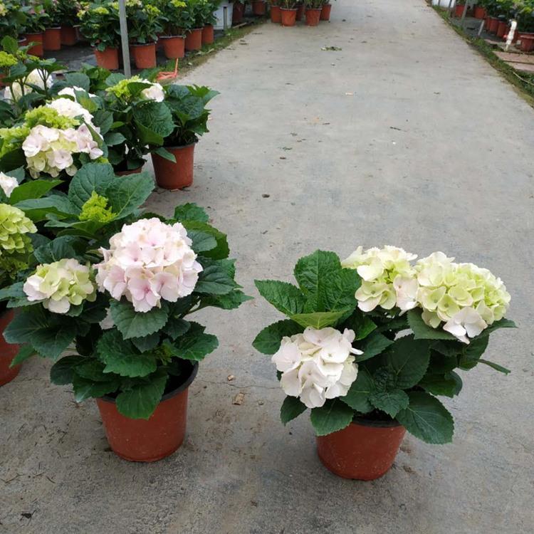 青州绣球批发 山东八仙花价格 江瑞绣球种植基地