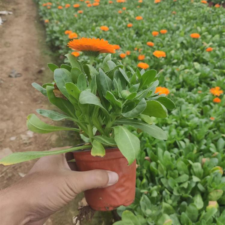 金盏菊批发 青州金盏菊价格 山东金盏菊种植基地
