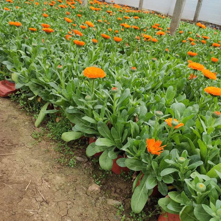 青州金盏菊批发价格