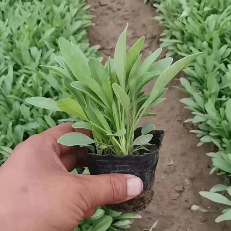 金鸡菊 金鸡菊小苗价格 青州金鸡菊基地