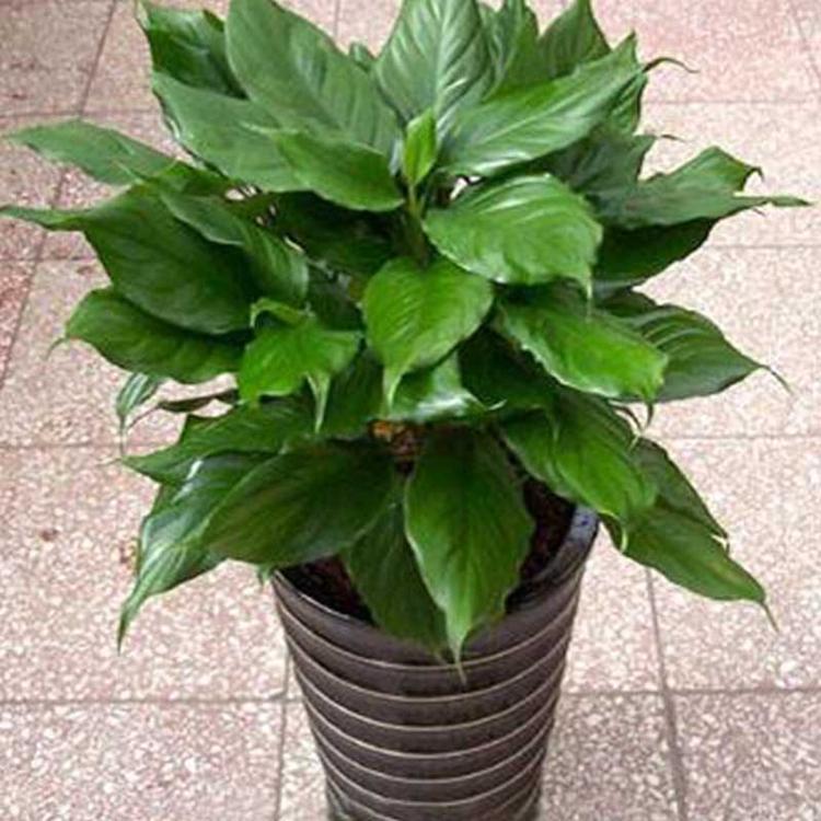 植物盆栽万年青 万年青供应商  盆栽绿植花卉万年青