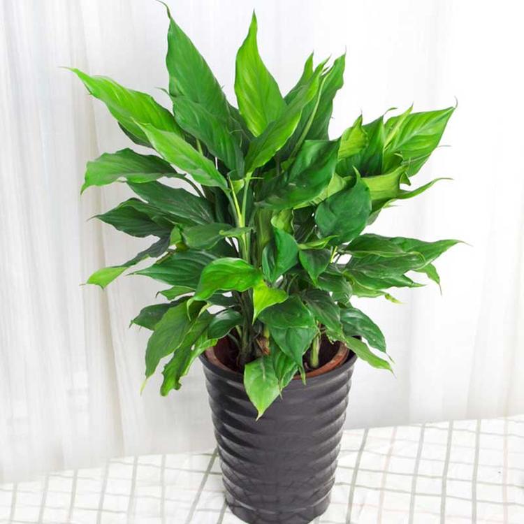 植物盆栽万年青 万年青报价  观叶植物小盆栽