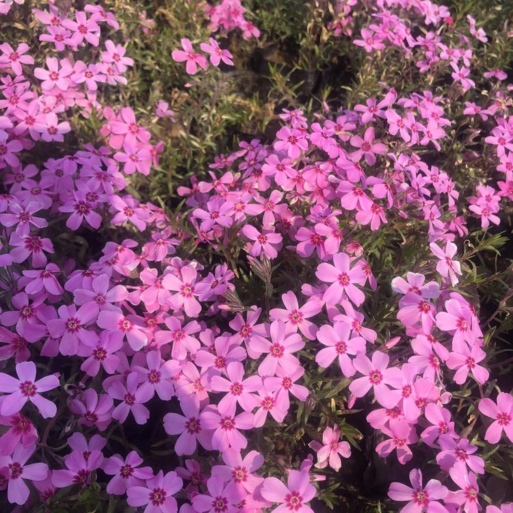 新叶花卉福禄考种植基地_福禄考小苗批发价格