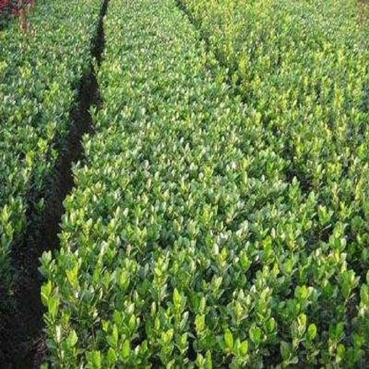 欢迎咨询 青州 大叶黄杨 种植基地