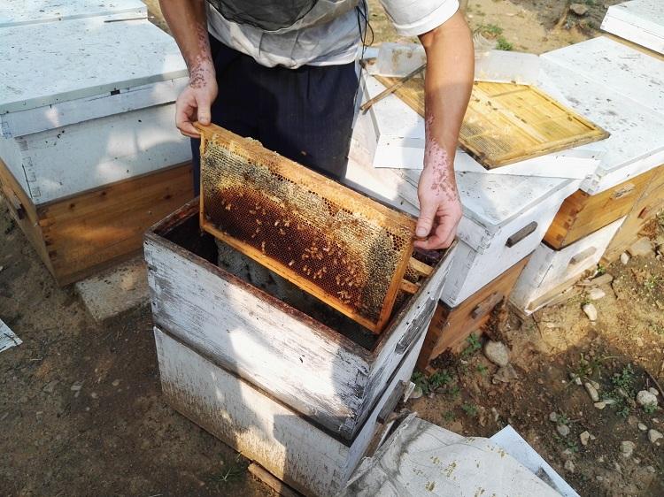 2019年##山楂花粉火爆销售预定青州市逄山蜜蜂园股份有限公司专业花粉代工花粉生产