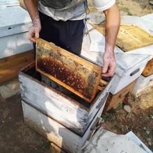 2019年##梅花花粉火爆销售预定养蜂合作社蜂蜜、花粉批发价格