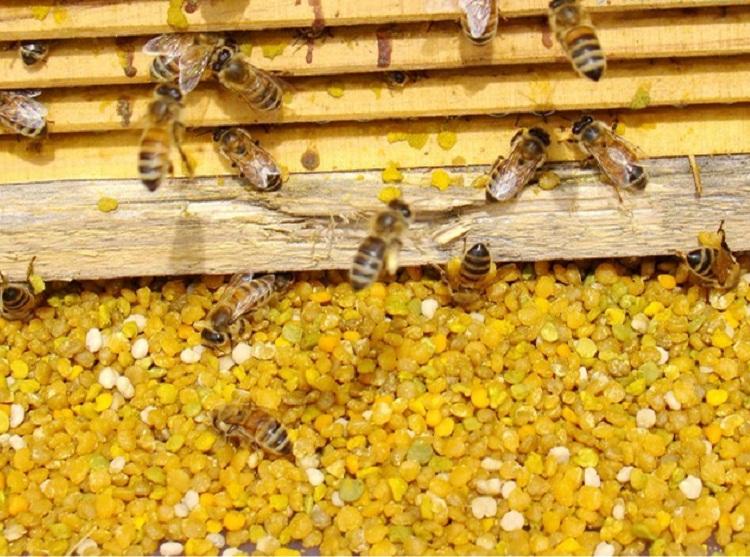 2019年##洋树花粉火爆销售预定青州市逄山蜜蜂园股份有限公司专业花粉代工花粉生产
