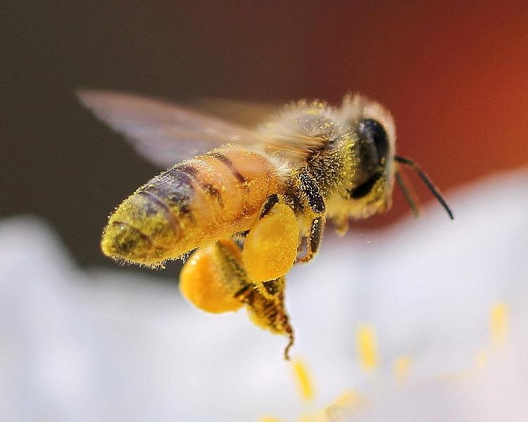 2019年##欧石南花粉批发花粉价格养蜂合作社蜂蜜、花粉批发价格