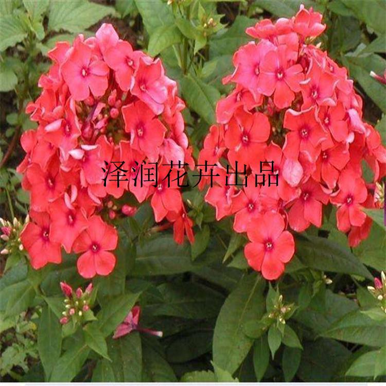 大花福禄考 出售  毛地黄 草花原产地