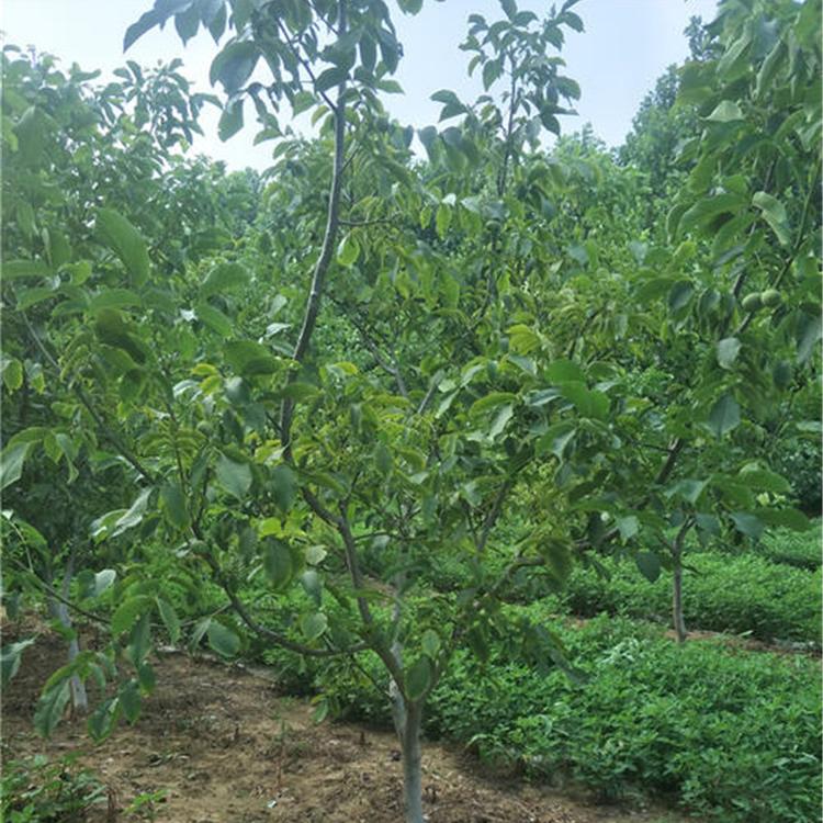 价格从优 薄皮核桃树 山东核桃树价格 薄皮核桃树