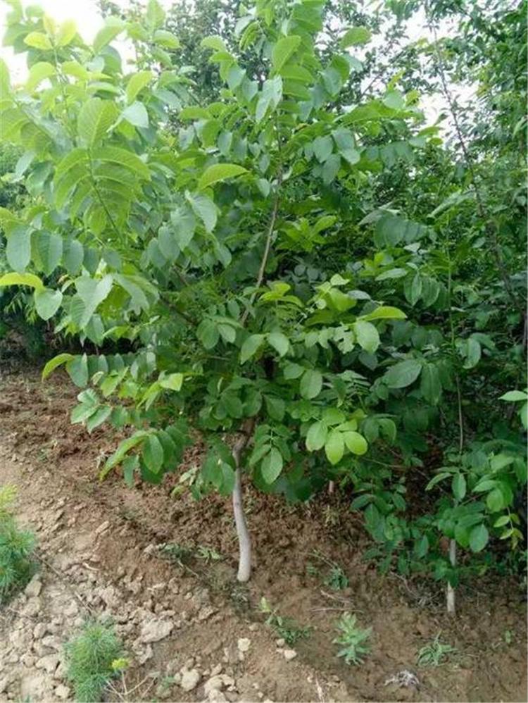 薄皮核桃树 山东核桃树批发 长势好的薄皮核桃树