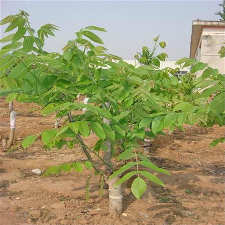 万启——薄皮核桃树 青州核桃树种植方法 薄皮核桃树苗
