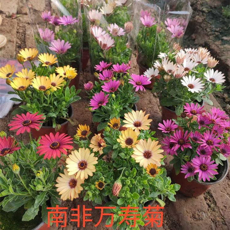 南非万寿菊批发 青州南非万寿菊价格