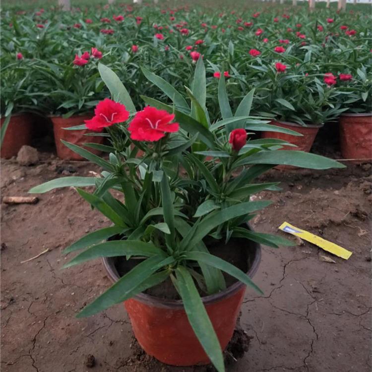 大花石竹批发 青州大花石竹价格 江瑞大花石竹种植基地