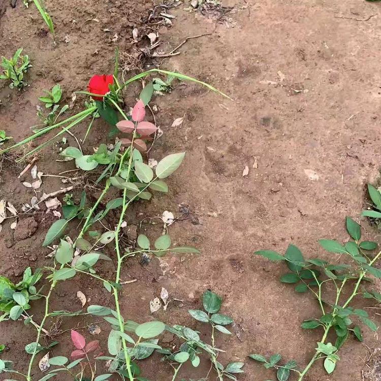 森灏花卉  直销丰花月季 量大优惠丰花月季苗 山东月季苗批发