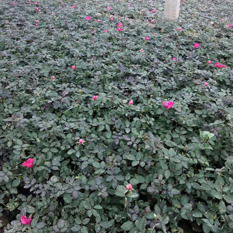 森灏花卉  丰花月季批发 价格从优观赏花卉丰花月季 青州月季小苗基地
