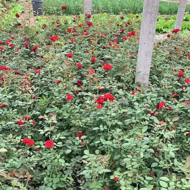青州月季小苗基地 丰花月季批发 不限量发货观赏花卉丰花月季