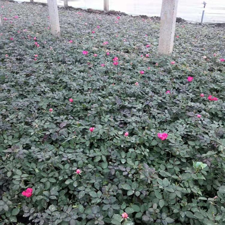 不限量发货丰花月季杯苗 山东月季苗批发 丰花月季供应商