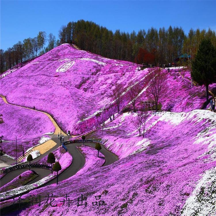 芝樱小苗零售大香蒲花海景观