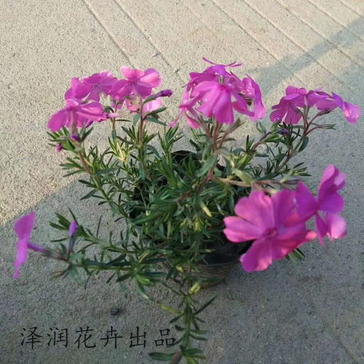 芝樱小苗  批发 菖蒲 花海景观