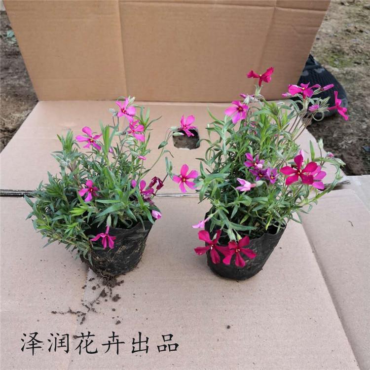 芝樱小苗  零售 千屈菜 花海景观