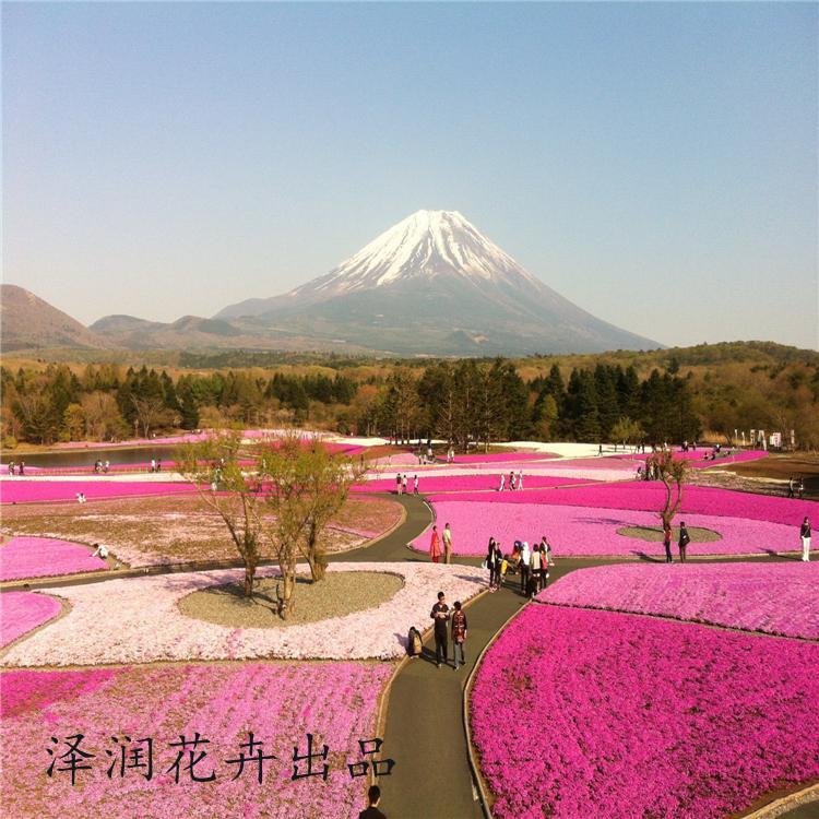 芝樱小苗 产地矮蒲苇宿根花卉