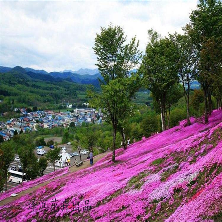 芝樱小苗  零售 荷花 草花基地