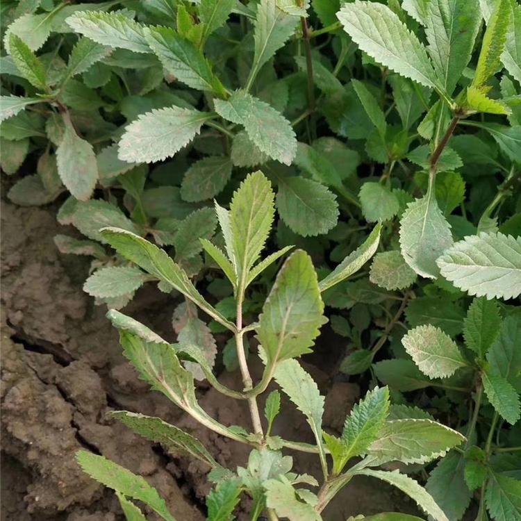 马鞭草批发 花海景观设计 大量批发 马鞭草杯苗