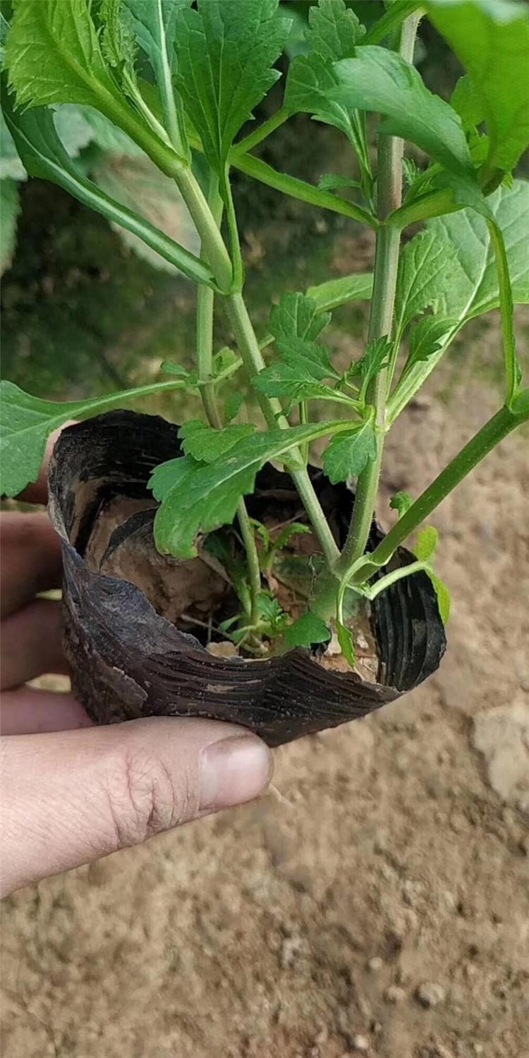 开春预定苗 马鞭草杯苗 青州苗圃基地草花批发 马鞭草基地