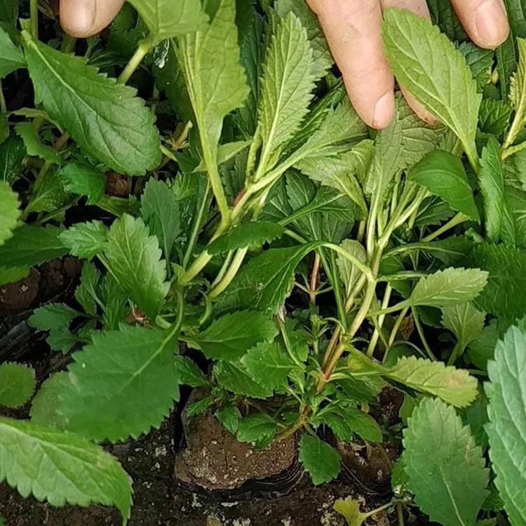 马鞭草批发 山东马鞭草 马鞭草花海工程 绿化苗木