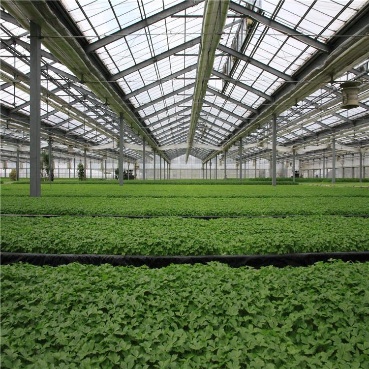 欢迎致电询问叶菜种植系统  叶菜种植系统行情   方立农业
