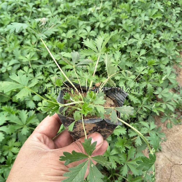 五叶委陵菜杯苗   委陵菜基地种植