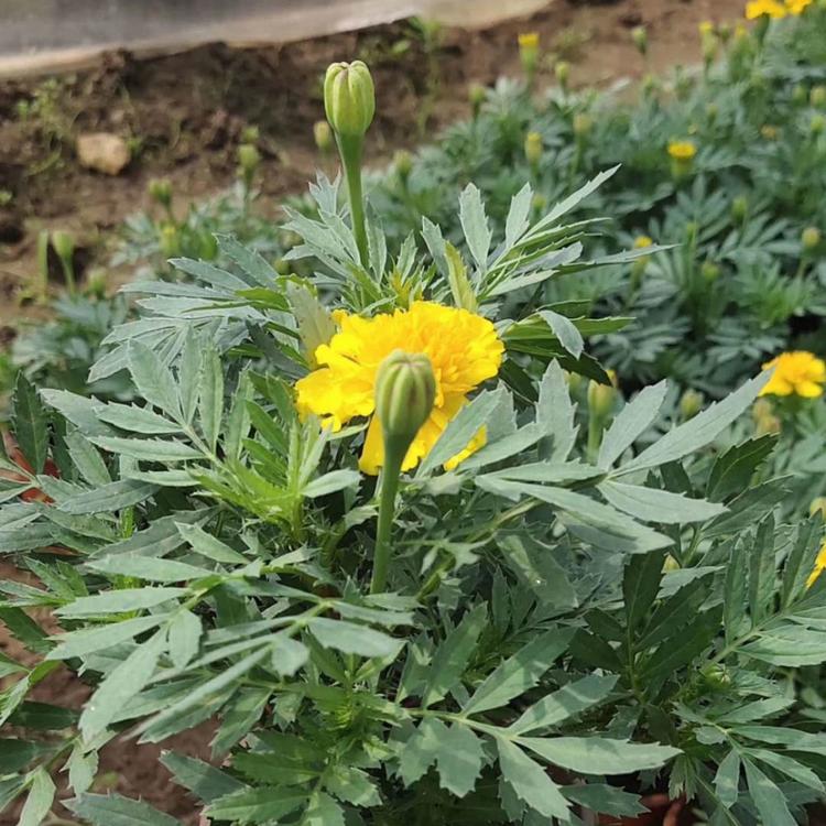 万寿菊种植基地 万寿菊价格 万寿菊报价 万寿菊供应