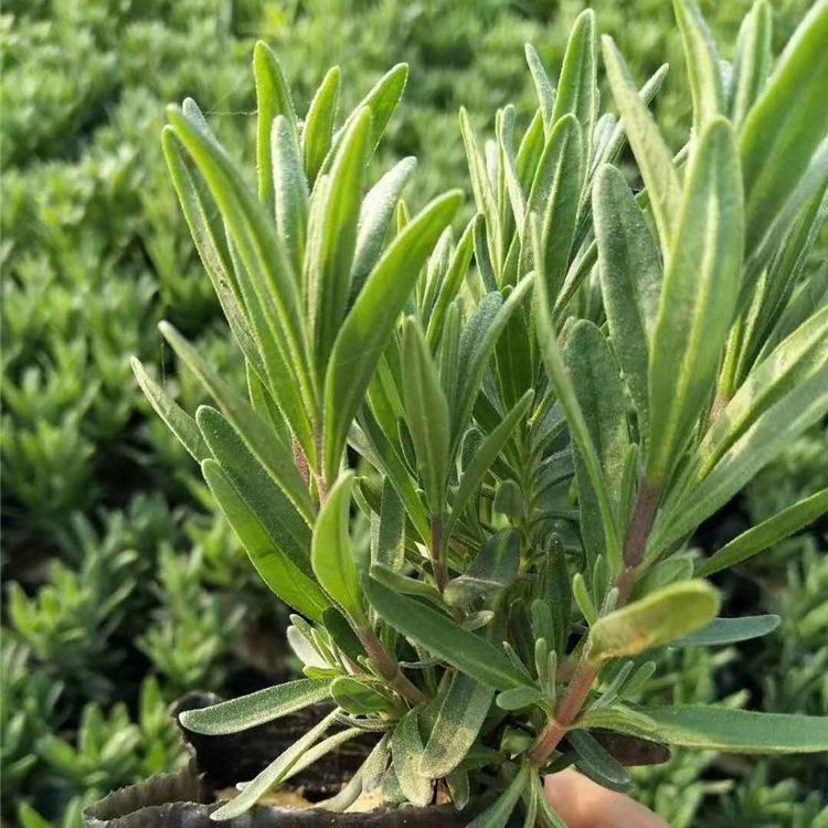 批发薰衣草杯苗   薰衣草