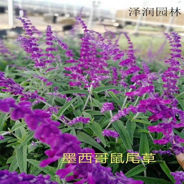多年生鼠尾草 出售 地被石竹 草花出售