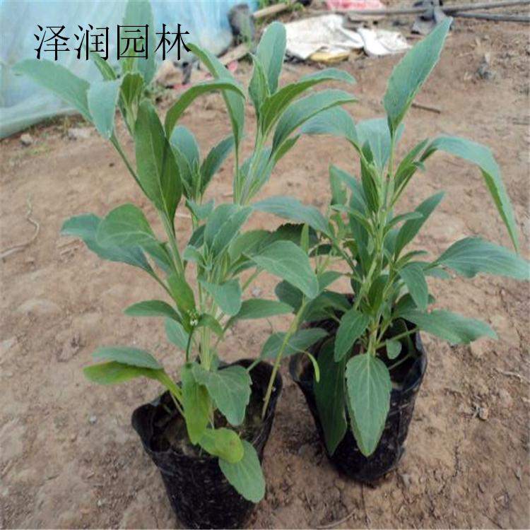蓝花鼠尾草 价格实惠 垂吊美女樱 草花基地