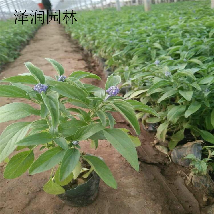 盆装鼠尾草 价格实惠 非洲凤仙 草花原产地