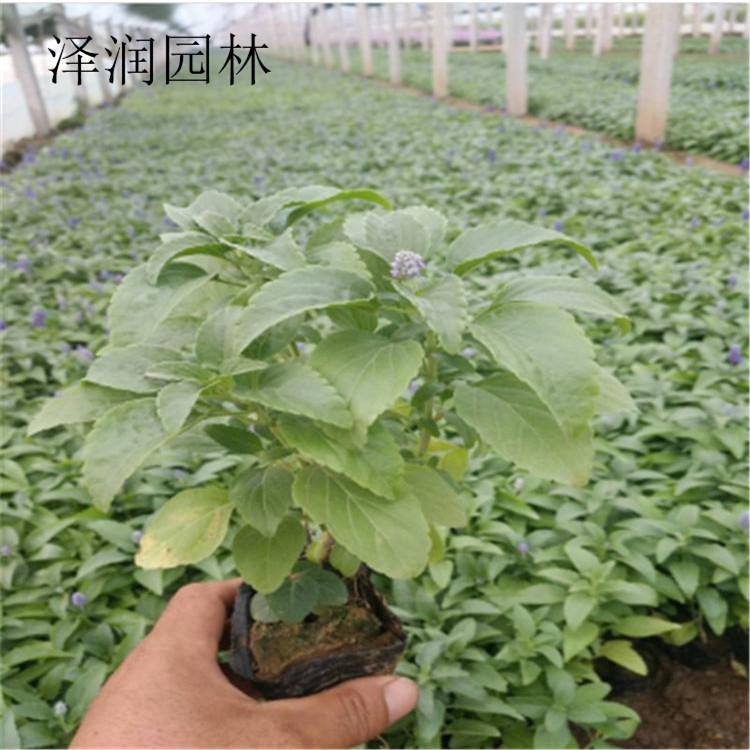 草花鼠尾草 基地 千日红 草花批发