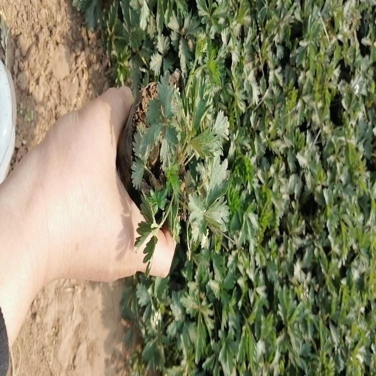 三叶委陵菜批发价格