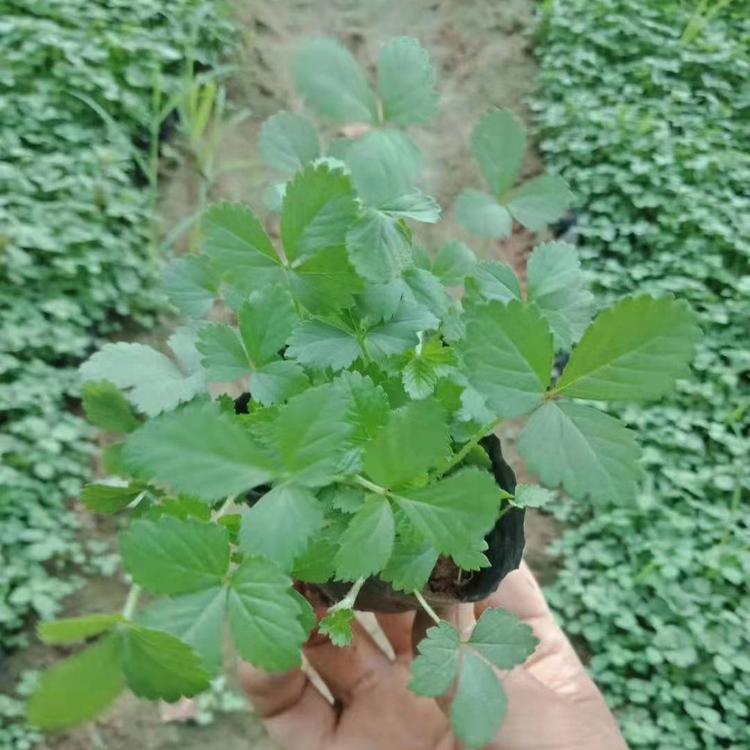蛇莓小苗价格