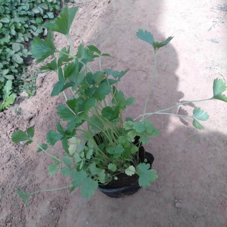 蛇莓批发价格 蛇莓销售价格 蛇莓价格