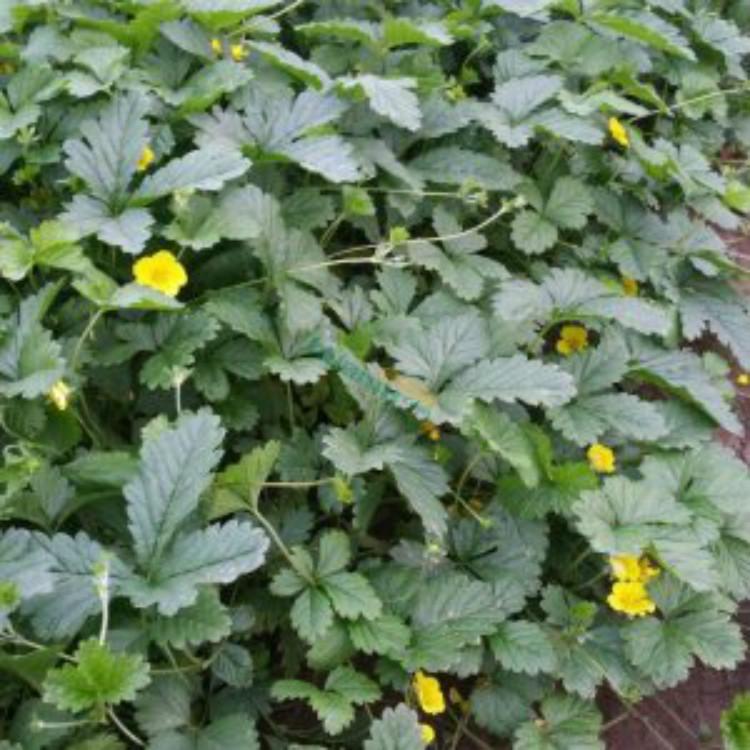 委陵菜价格 三叶委陵菜批发 五叶委陵菜
