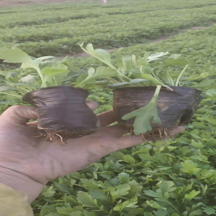 蛇莓批发基地 青州蛇莓种植基地