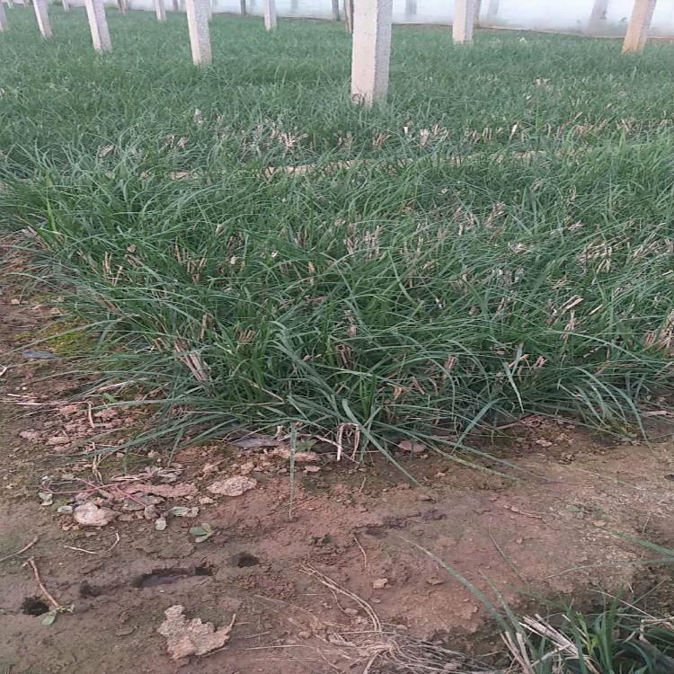 狼尾草价格 狼尾草批发基地 青州观赏草基地