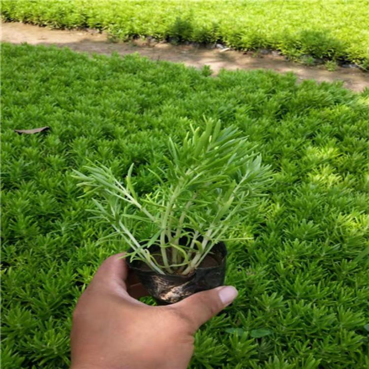 佛甲草小苗 佛甲草基地批发