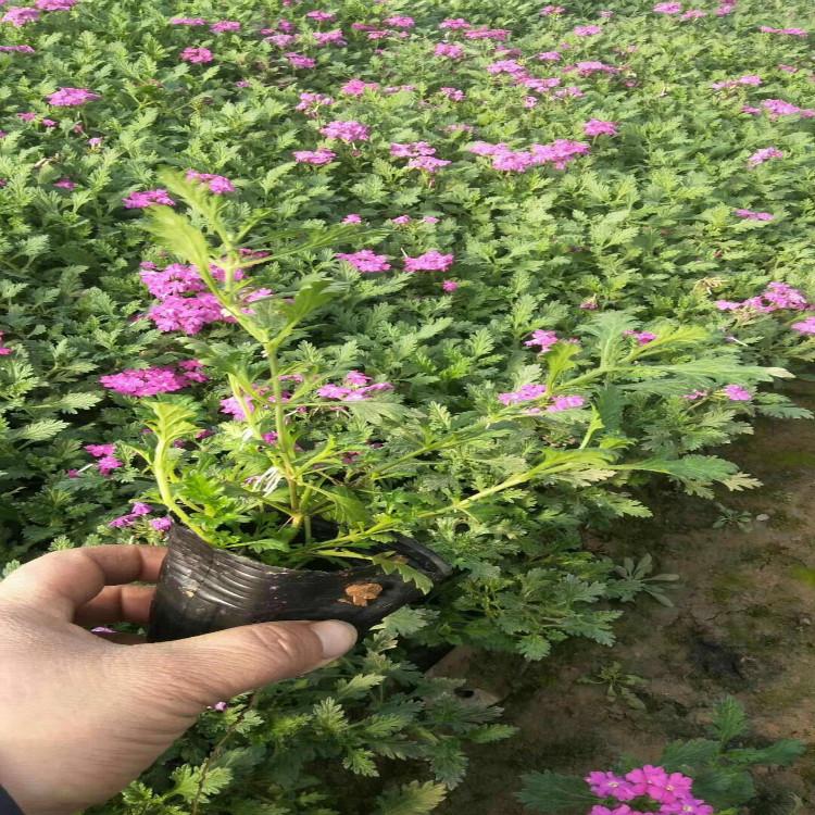 美女樱批发 细叶美女樱基地出货